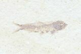 Multiple () Small Knightia Fossil Fish - Wyoming #77142-2